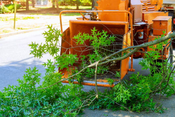 Best Lot and Land Clearing  in Diamond Springs, CA