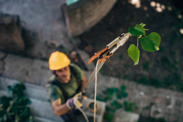 Best Leaf Removal  in Diamond Springs, CA