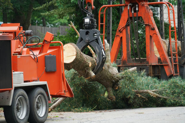 Best Hedge Trimming  in Diamond Springs, CA
