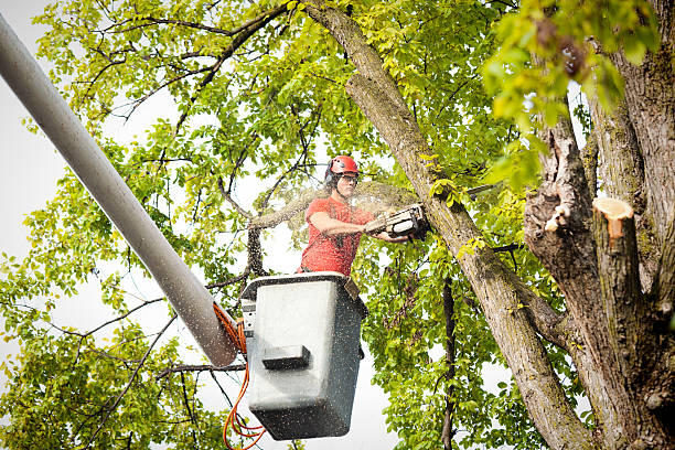  Diamond Springs, CA Tree Services Pros