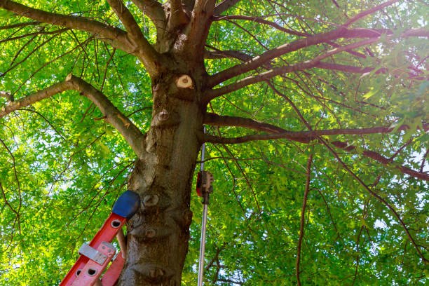 Diamond Springs, CA Tree Services Company